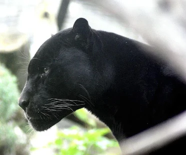 Black Panther Animal Hd Wallpaper For Android Best Wallpapers Cloud