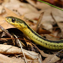 common garter snake