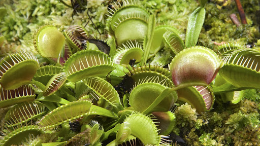 Venus Fly trap Live Wallpaper