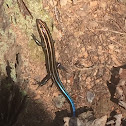 Five lined skink