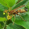 Apache wasp