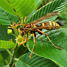 Apache wasp