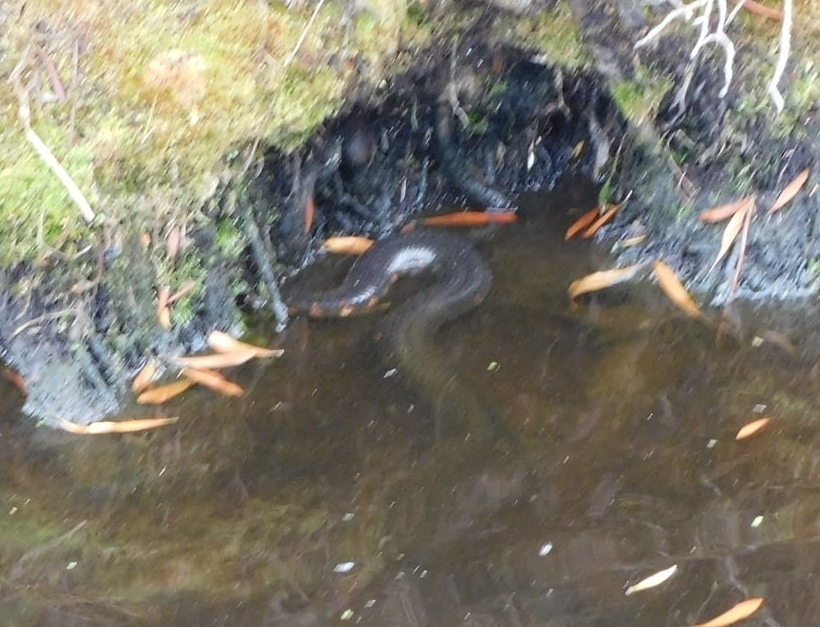 Eastern Mud Snake