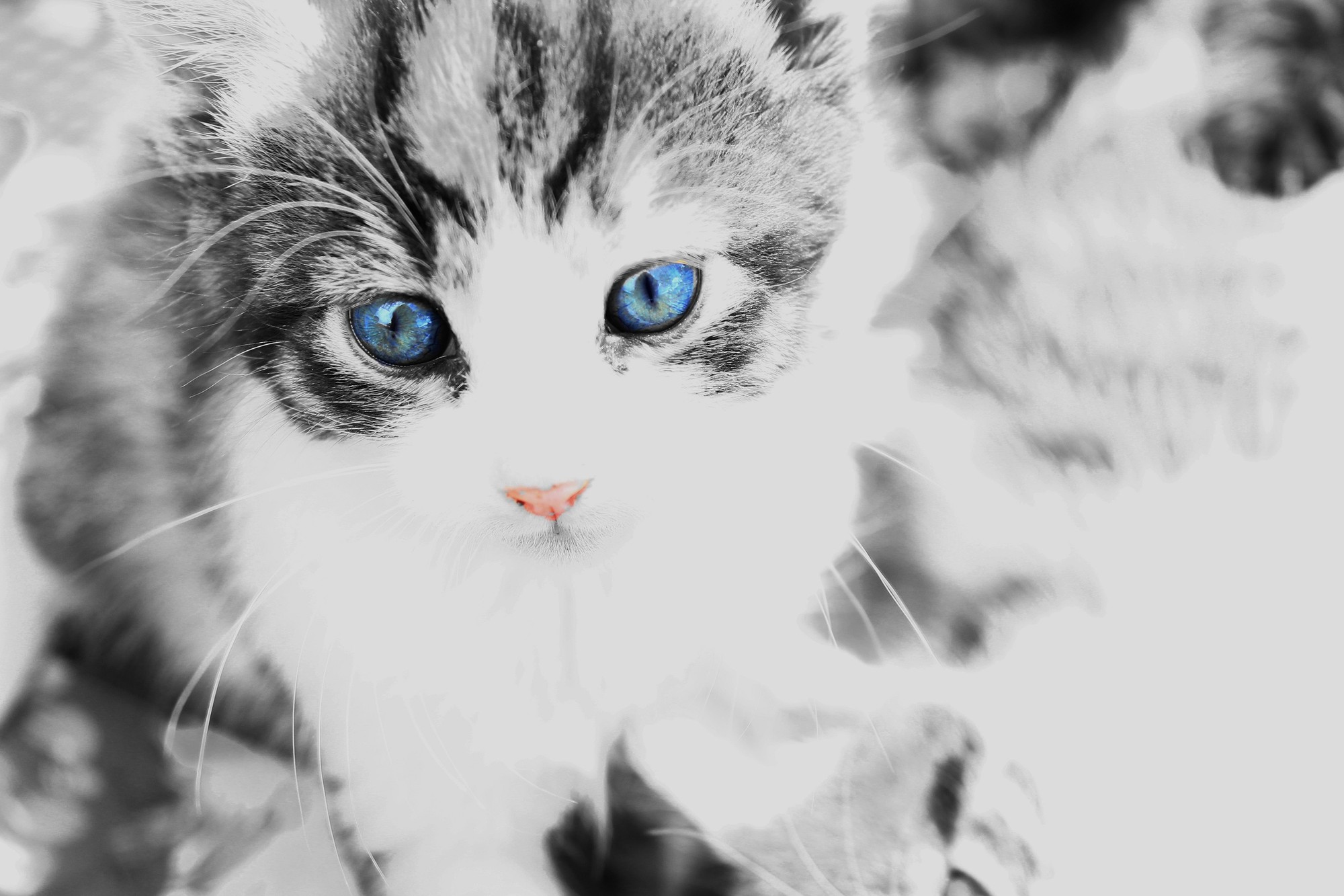 Blue Eyes di Ilaria Grotti