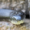 Eastern Ratsnake