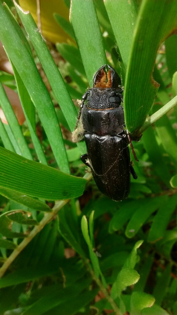 Hardwood Stump Borer Beetle