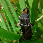 Hardwood Stump Borer Beetle