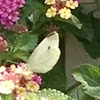 Cabbage White Butterfly