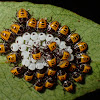 Brown Marmorated Stink Bug