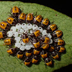 Brown Marmorated Stink Bug