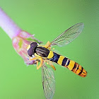 Long Hoverfly