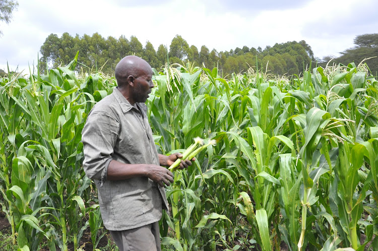 Peter Kimathi in his baby corn farm irrigated with water from Mutaro Irrigation Project in Laikipia county.