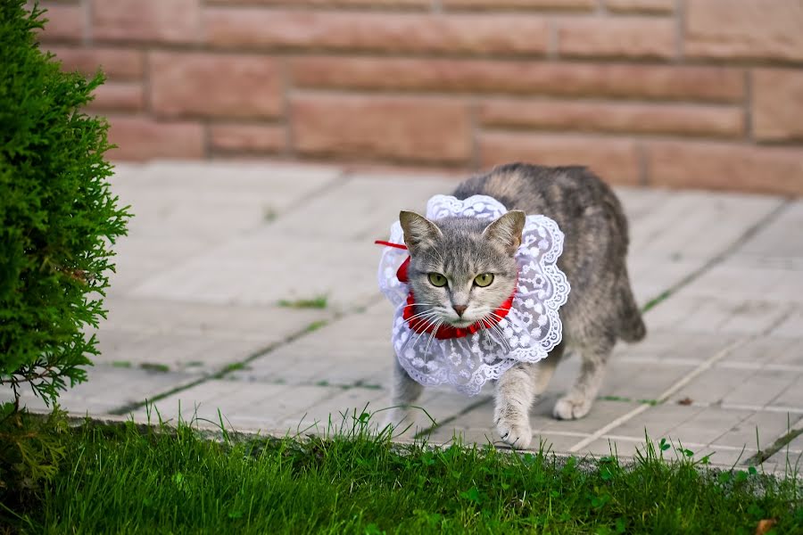 Fotógrafo de bodas Anna Zhukova (annazhukova). Foto del 13 de octubre 2015