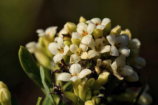 Daphne gnidium