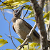 Helmeted Friarbird