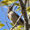 Helmeted Friarbird