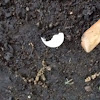 Cardinal egg shell