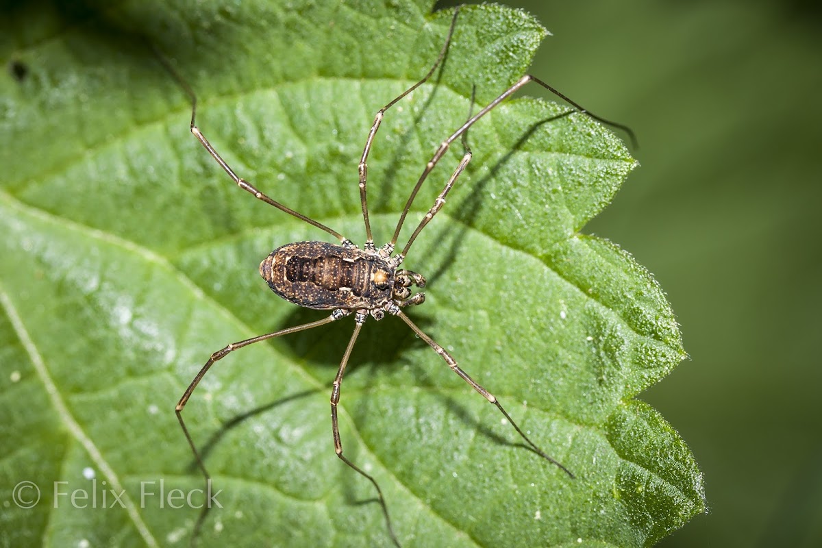 Platybunus Harvestman