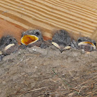 Barn Swallow