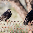 Spotless Starling; Estornino Negro