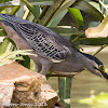 Little Heron