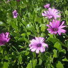 African Daisy