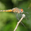 Blue Dasher