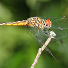 Blue Dasher