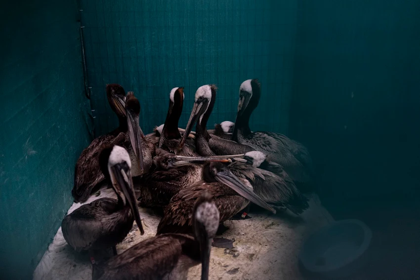 Lečenje pelikana u Kaliforniji