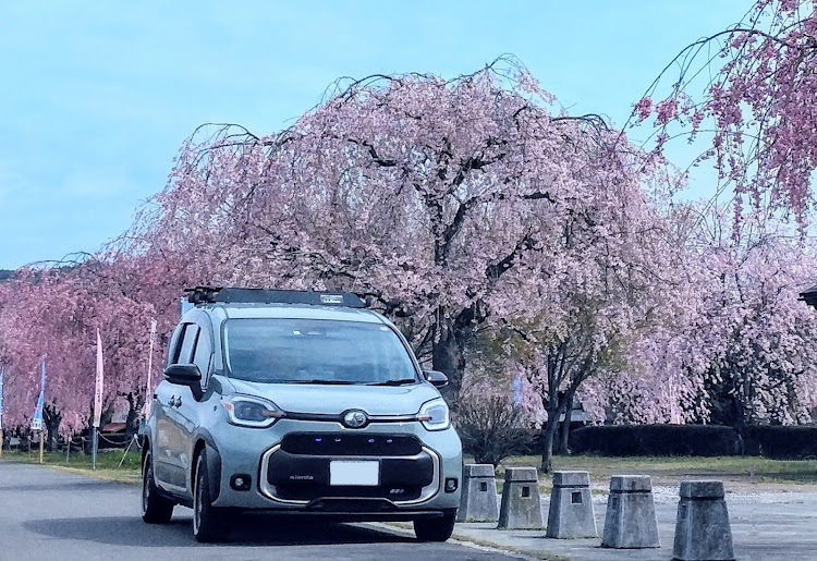 シエンタの桜コラボ・桜が満開🌸に関するカスタム事例の投稿画像4枚目