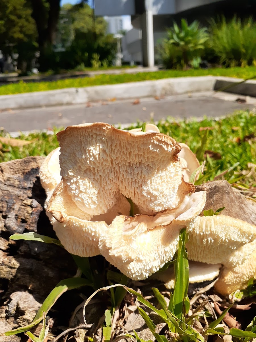 Maned Mushroom