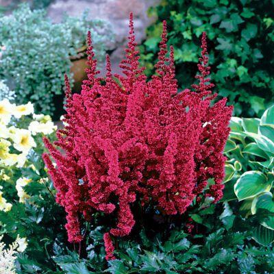 Astilbe Vision in Red.jpg