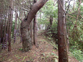 境界標識沿いに進む