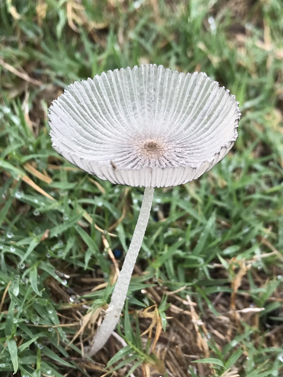 Pleated Inkcap