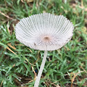 Pleated Inkcap