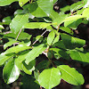 Rusty Blackhaw Viburnum