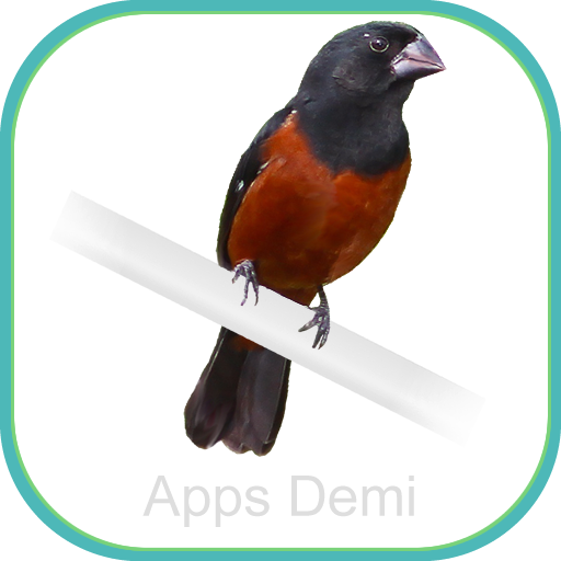 Canto De Curio Praia Classico Mp3 Gratis Cantos Curio Paracambi Treinar Passaros Apps No Google Play