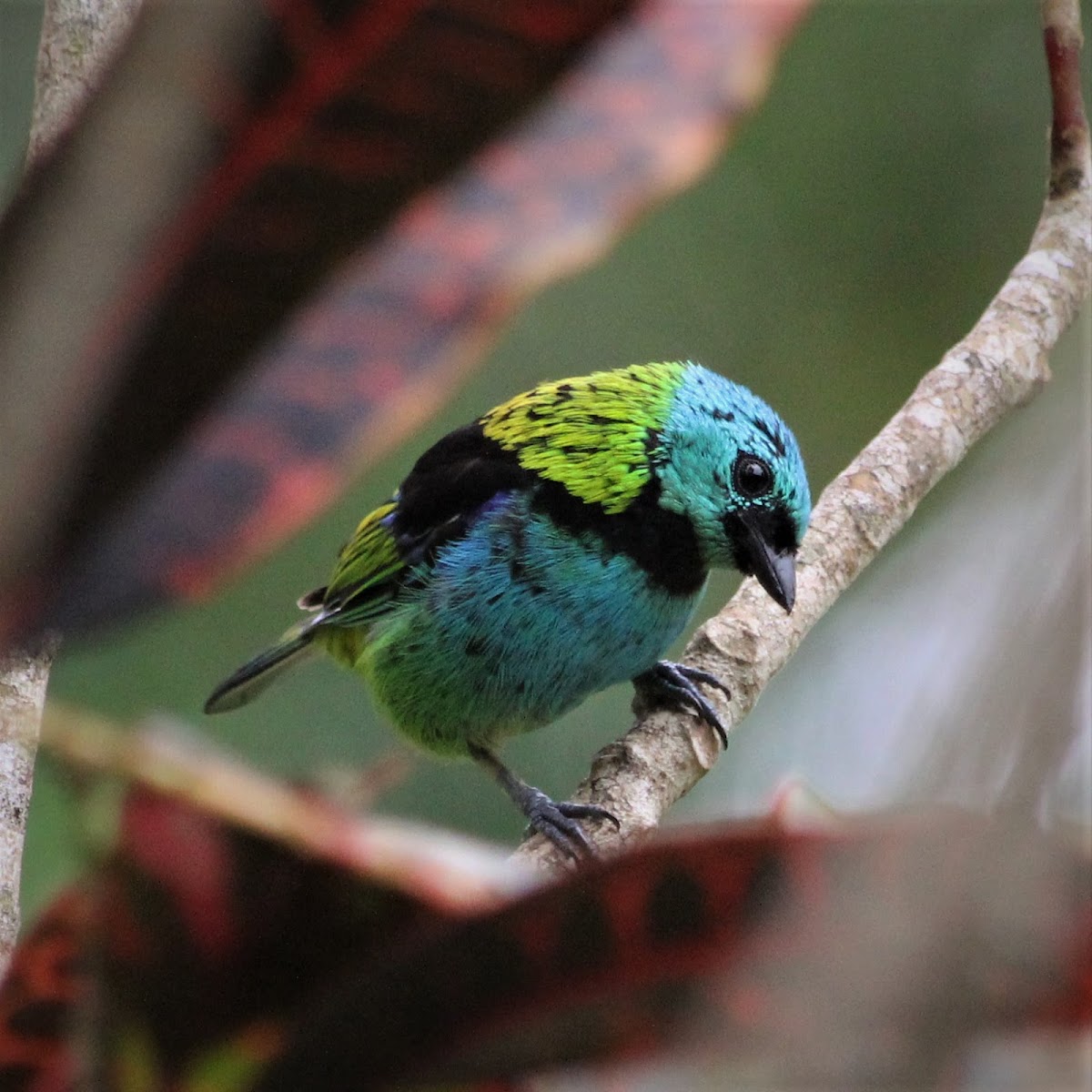 Green-headed Tanager