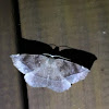 Curve-toothed Geometer Moth