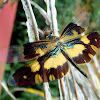 The common picture wing(Female)