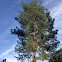 Ponderosa Pine