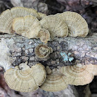 Thin-walled Maze Polypore