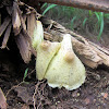 Yellow Parasol Mushrooms