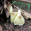 Yellow Parasol Mushrooms