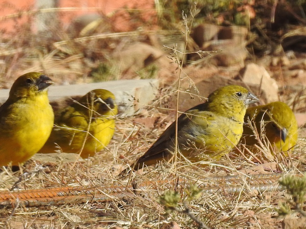 Puna Yellow Finch