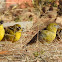 Puna Yellow Finch