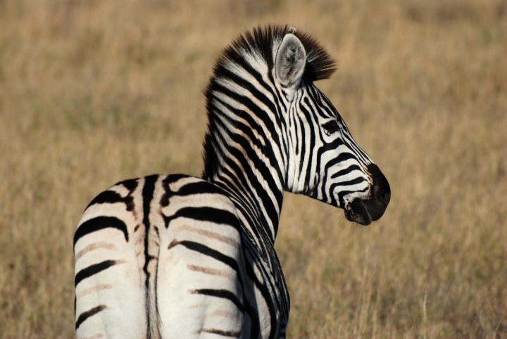 Punk africano di Fotoyogicla