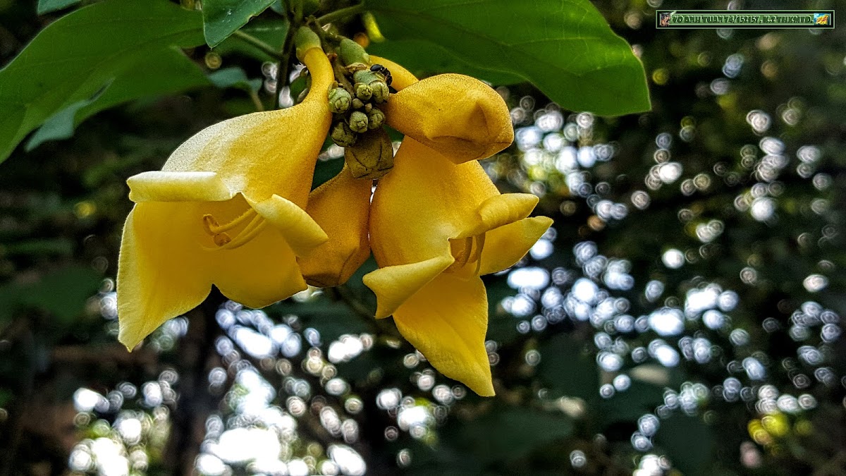 Asian Bushbeech