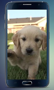 How to mod Labrador Puppy Live Wallpaper 2.0 apk for pc