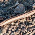 Pill Millipede